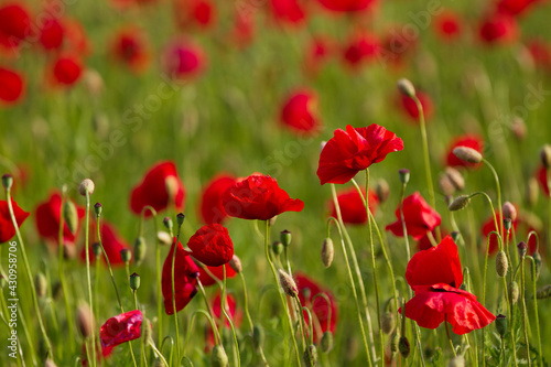 Field of red poppies flowers