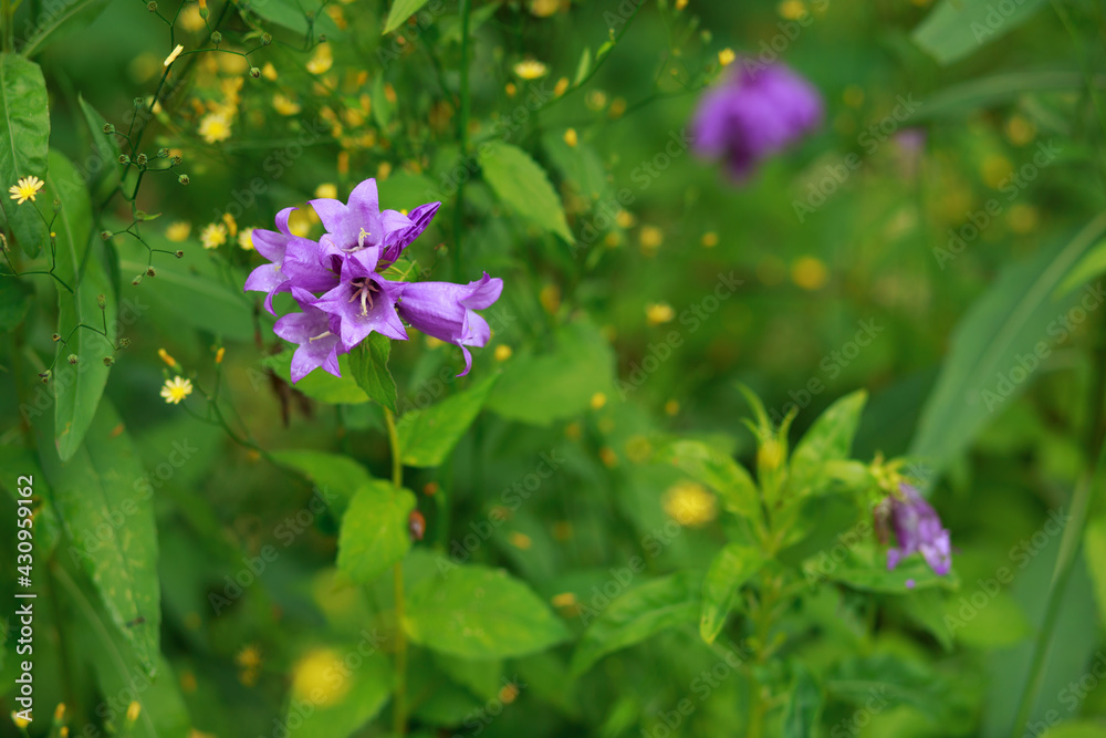 Close-up of a bell flower, blurred background. Grass and some small yellow flowers on the background. Close-up of a bell flower, blurred background. Grass and some small yellow flowers on the background.