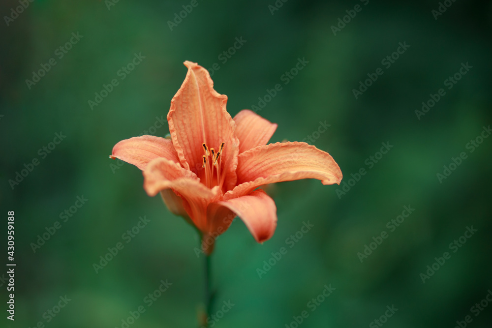 Fototapeta premium Close-up of orange lily flower. Blurred background.