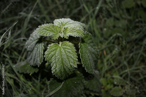Plant