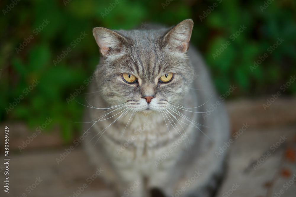 Gray tabby cat with yellow eyes sitting outside in the backyard.