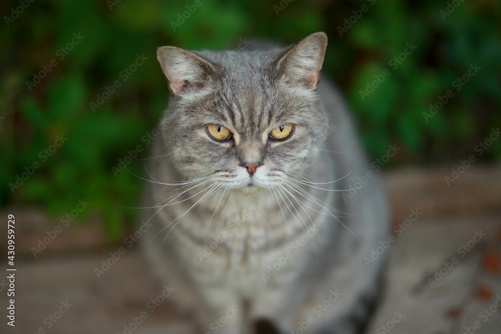 Gray tabby cat with yellow eyes sitting outside in the backyard. Gray tabby cat with yellow eyes sitting outside in the backyard.