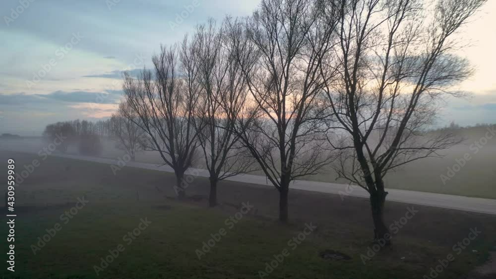 Trees along road during foggy evening in Wegrow County, Masovian Voivodeship of Poland, 4k video Trees along road during foggy evening in Wegrow County, Masovian Voivodeship of Poland, 4k video