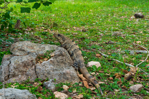 lizard on the rock