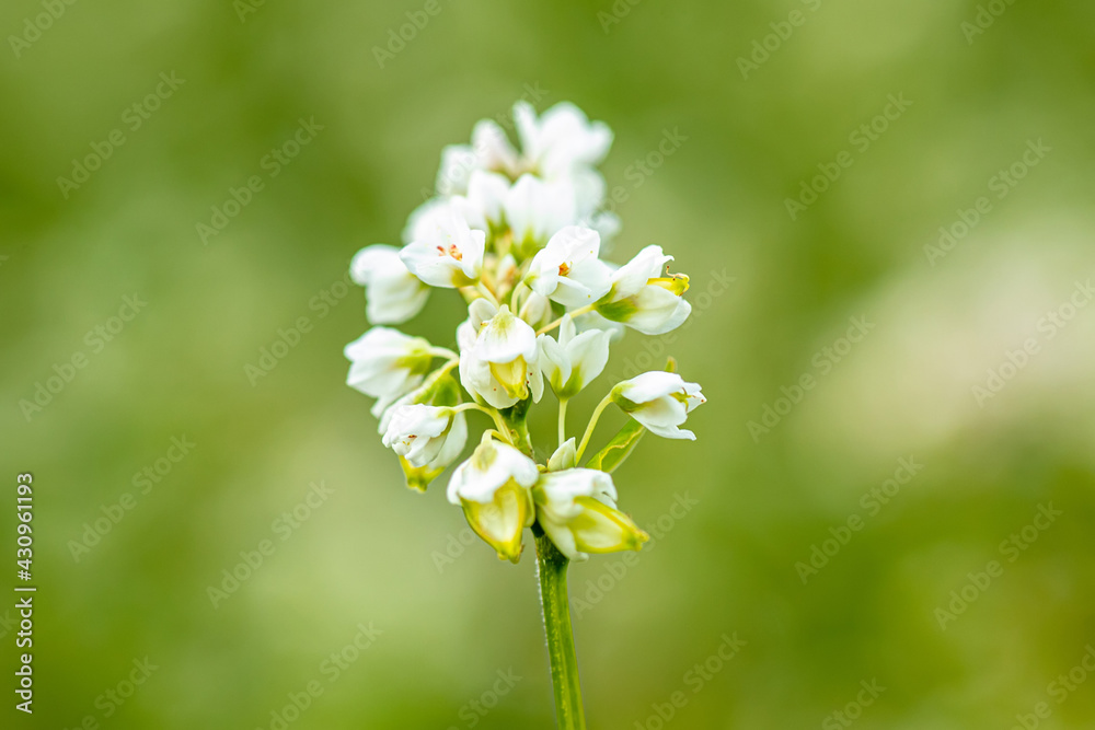 Buckwheat, Fagopyrum esculentum, Japanese buckwheat and silverhull buckwheat blooming on the field. Close-up flowers of buckwheat