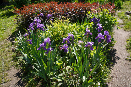 Fototapeta Naklejka Na Ścianę i Meble -  A flower bed with lilac irises on a sunny summer day.
