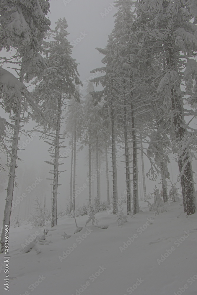 Fototapeta premium Winter in the forest. Hazy homy forest sprinkled with snow.