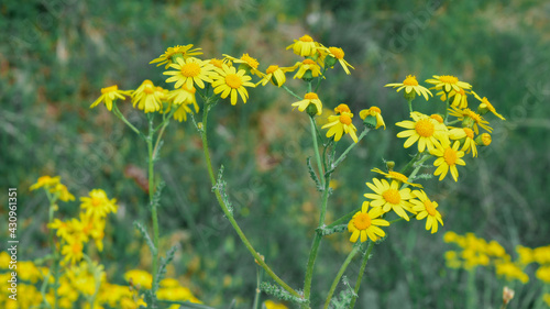 Oregon sunshine, wooly sunflower growing in the meadow photo