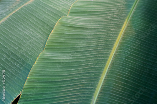 Banana leaf close up. Texture tropical banana plant leaf in tropic jungle climate.