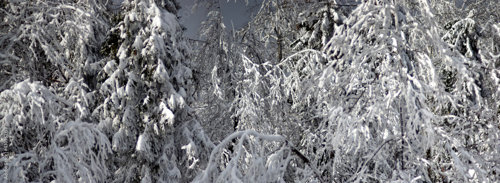 Branches of a tree covered with snow in winter in the forest Branches of a tree covered with snow in winter in the forest