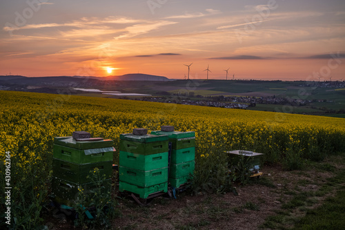 bee hives in the field