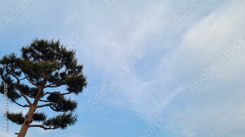 Blue skies, clouds and pine trees.