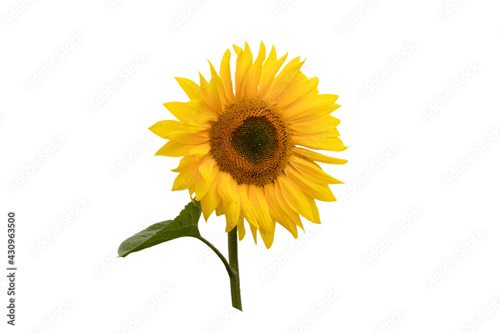 Obraz premium Sunflower. Isolated on white background.