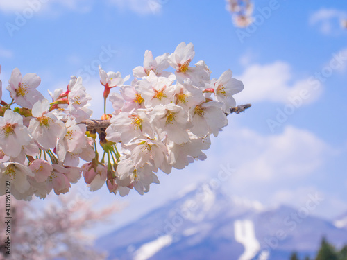 Cherry blossoms in full bloom, moutain with remaining snow behind (Kannonji river, Kawageta, Fukushima, Japan)