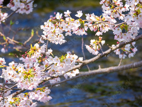 Cherry blossoms in full bloom avobe a stream (Kannonji river, Kawageta, Fukushima, Japan) photo