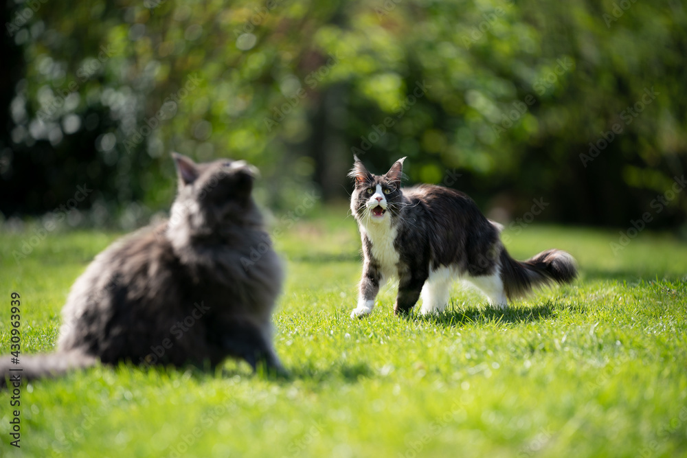 two maine coon cats looking up in the sky watching birds two maine coon cats looking up in the sky watching birds