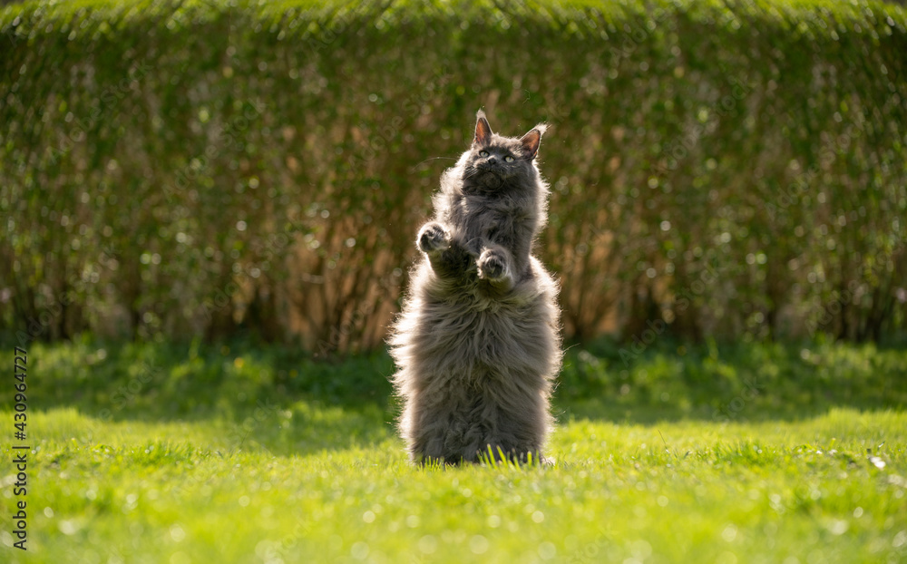 Fototapeta premium playful overweight gray maine coon cat rearing up standing on hind legs looking up