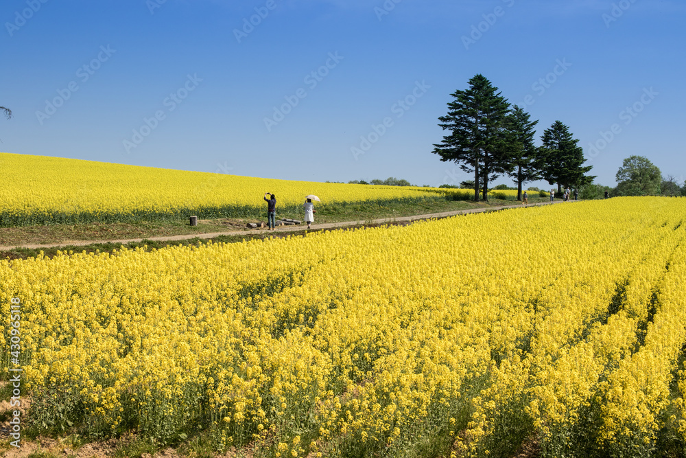 Obraz premium 北海道滝川市の菜の花畑