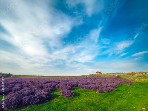 A field of lavender under a blue sky in sunny weather.