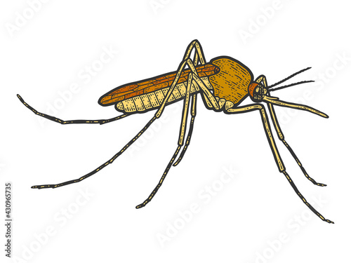 Mosquito insect isolated. Sketch scratch board imitation color.