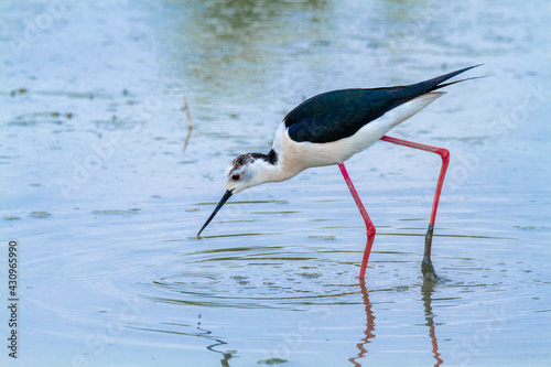 black wingerd stilt  swamp birds European ponds and lakes photo