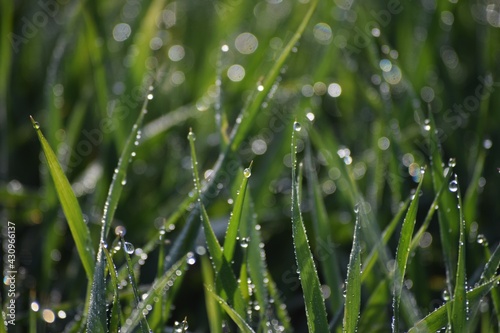 the Morning dew shines in the Sun