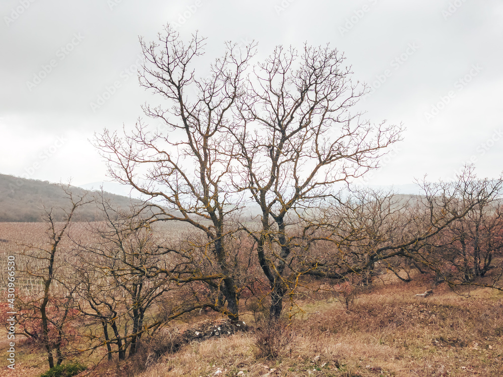 A dry tree on an autumn landscape in a mountainous area. A dry tree on an autumn landscape in a mountainous area.