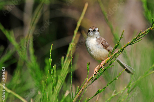 Plain prinia // Schlichtprinie (Prinia inornata insularis) - Sri Lanka photo