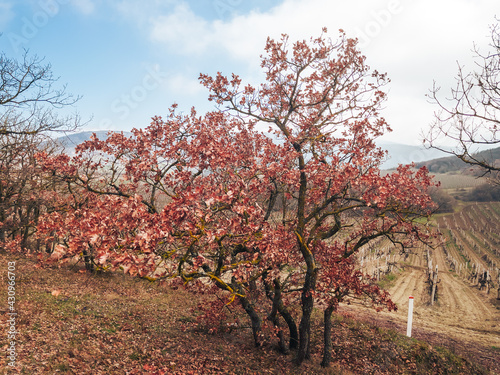 Autumn landscape in a mountainous area, a young oak tree with red leaves waiting for spring.