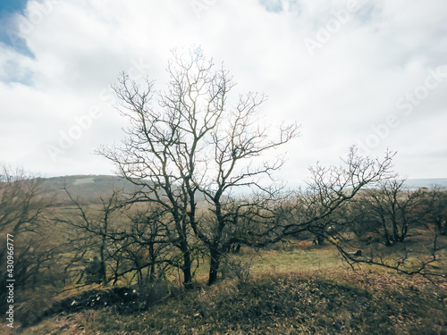 A dry tree on an autumn landscape in a mountainous area.