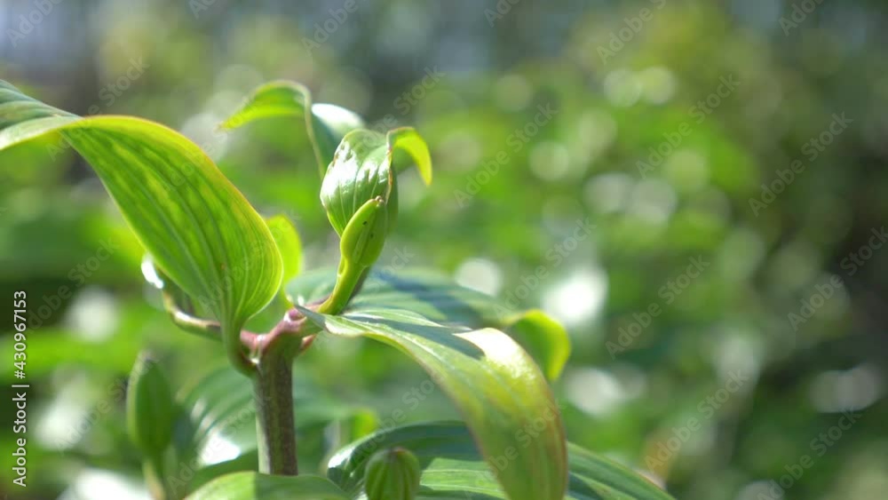 Plants in tropical garden in slow motion 180fps Plants in tropical garden in slow motion 180fps