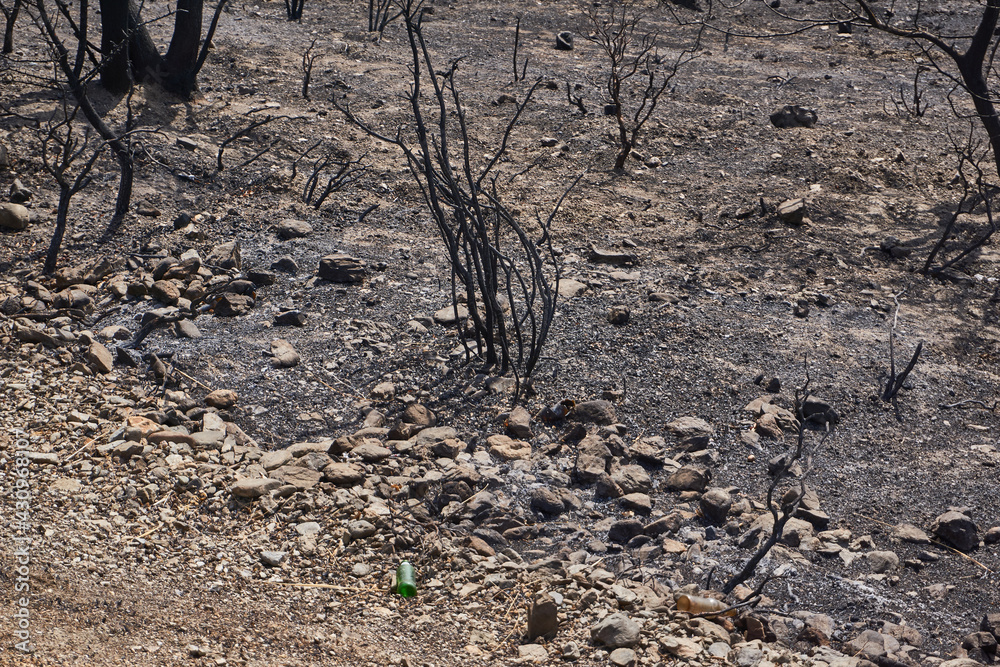 Fototapeta premium Environmental damage after forest fire