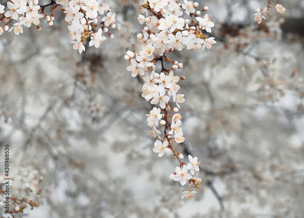 branches with white delicate spring flowers of fruit tree. Cherry flowering. Delicate artistic photo. selective focus.
branches with white delicate spring flowers of fruit tree. Cherry flowering. Delicate artistic photo. selective focus.