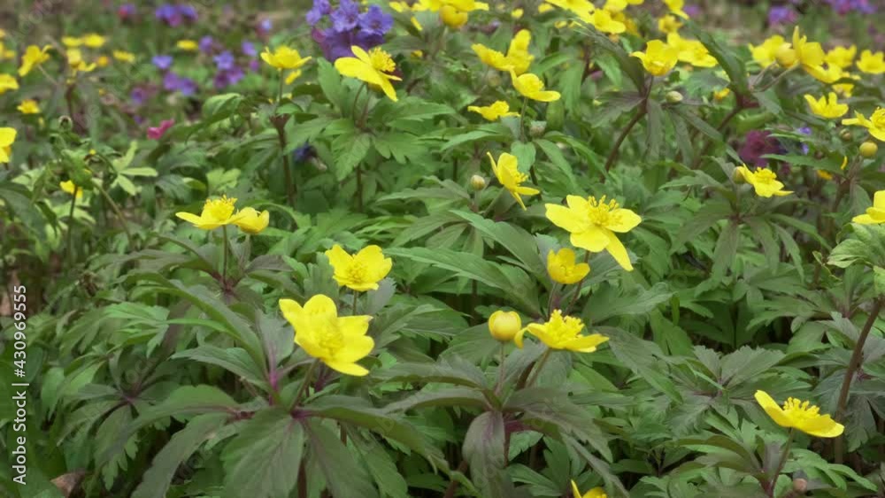 Video close-up of a blooming yellow anemone in spring against a background of blue flowers in the forest. Static camera frames. Beautiful yellow flowers of anemone primrose ranunculoides. Video close-up of a blooming yellow anemone in spring against a background of blue flowers in the forest. Static camera frames. Beautiful yellow flowers of anemone primrose ranunculoides.