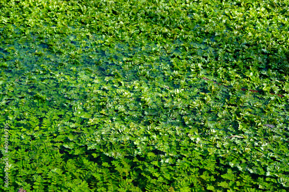 Bog bean template texture background Bog bean template texture background