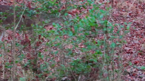 Single white-tailed antlerless deer walking through North Carolina forest photo