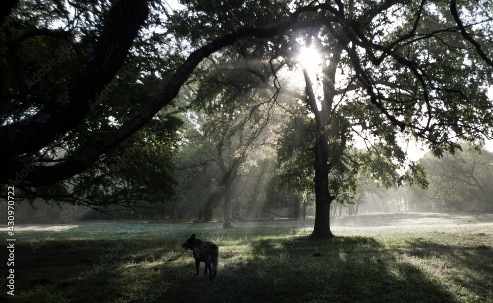 Fototapeta premium Dog in a field with trees and sunbeams, lost dog, dog passed, sorrow with a pet, aged pet