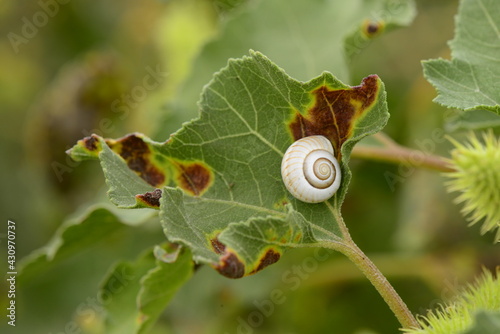 lıttle animals macro shotin the nature photo