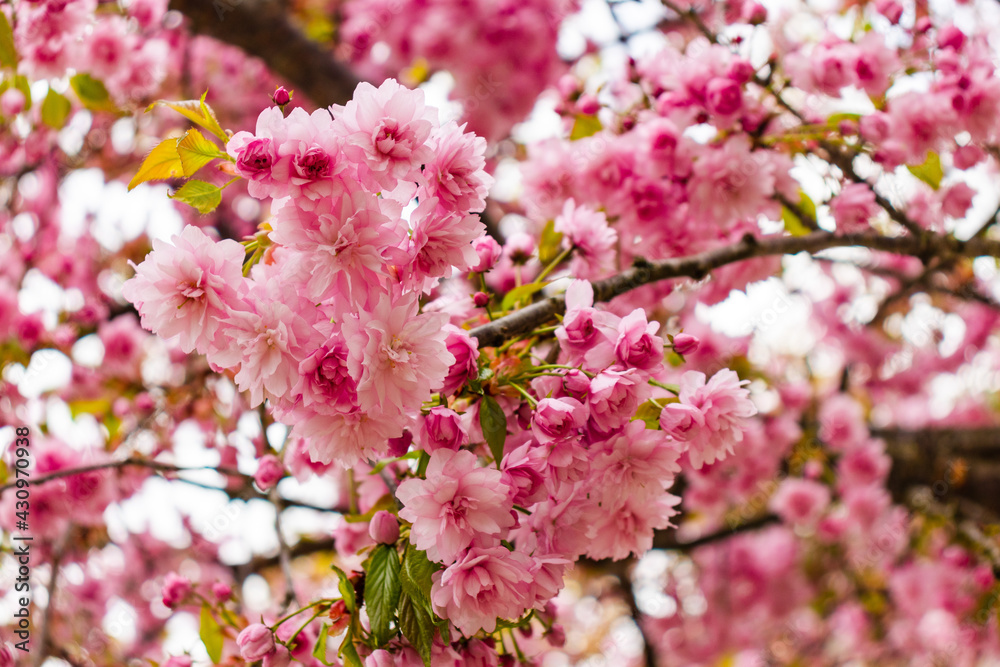 Cherry Blossom with Soft focus, Sakura season in korea,Background Cherry Blossom with Soft focus, Sakura season in korea,Background