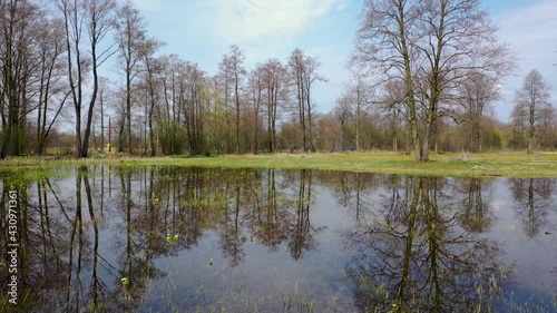 Marsh-marigold on spring flooded plain in Wegrow County, Masovian Voivodeship of Poland, 4k footage photo