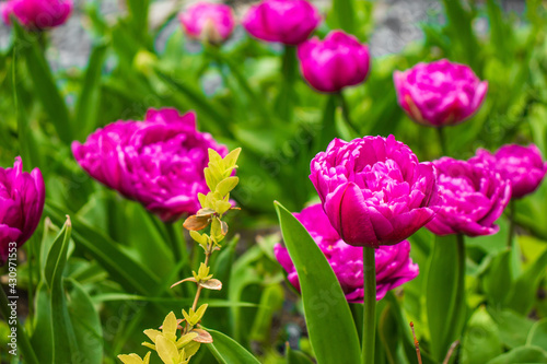 colorful holiday or birthday background with beautiful shaggy edged fuzzy pink tulips flowerbed