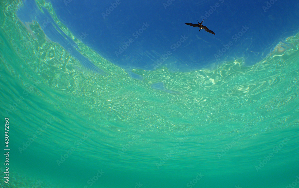underwater sea , bird , blue sky , caribbean sea