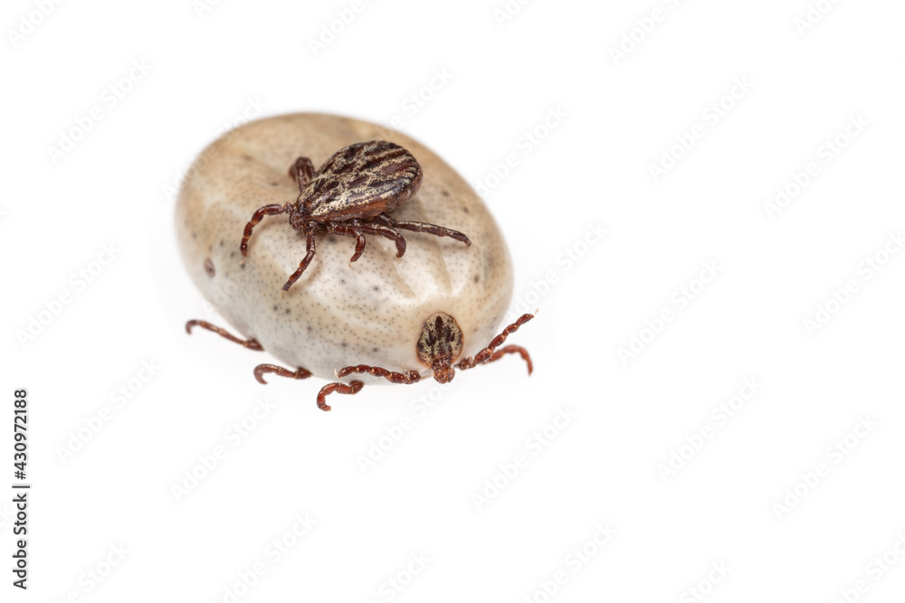 Bloated ticks isolated on white background Bloated ticks isolated on white background