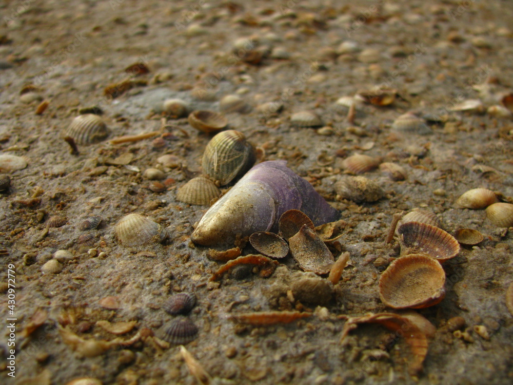 Muszelki na plaże w makro zbliżeniu Muszelki na plaże w makro zbliżeniu