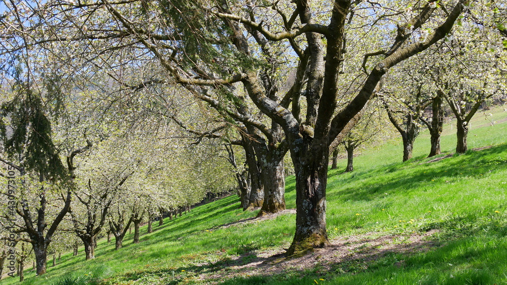 Streuobstwiese auf dem Premiumwanderweg Alde Gott in Sasbachwalden