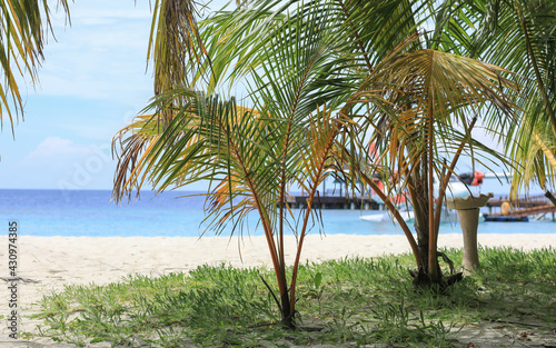 palm leaves on tropical island resort  Maldives