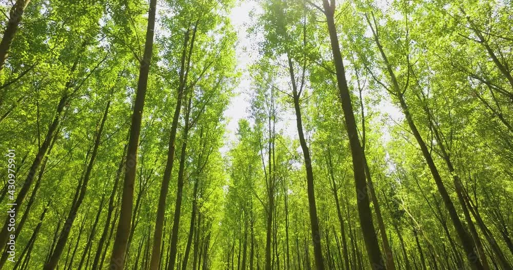 Panning through a green forest, looking straight up into the branches. Beautiful sun rays illuminating a beech forest in vivid shades of fresh green