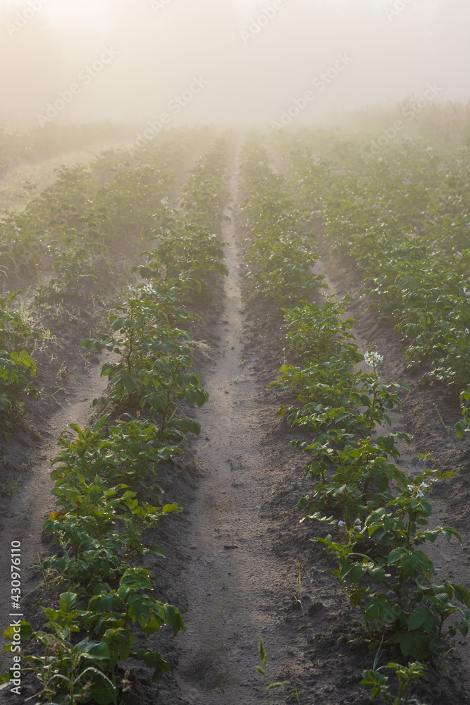 View of the potato beds in the field. Morning fog over the garden and field. Summer landscape in the countryside. Agriculture and vegetable growing. Subsidiary household and farming. Healthy food.