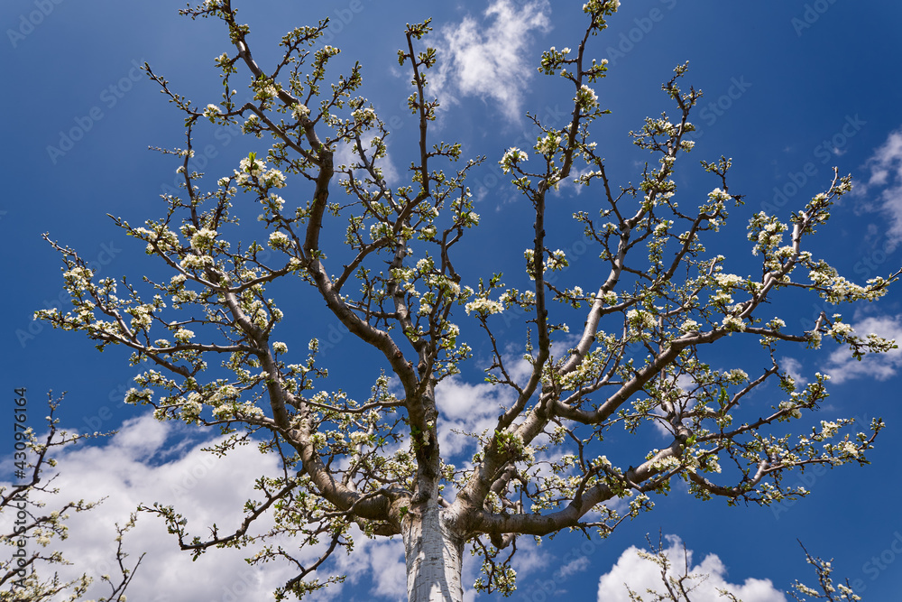 Plum orchard in the spring