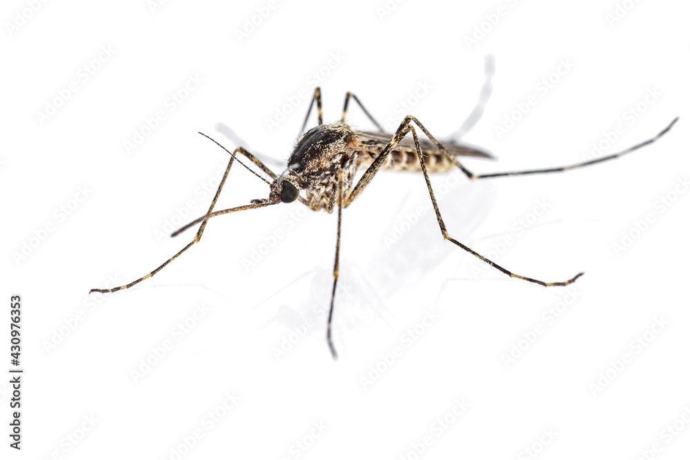 Female mosquito (Culiseta annulata) isolated on white background. Female mosquito (Culiseta annulata) isolated on white background.